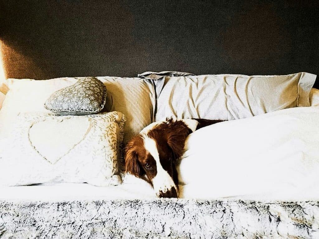 lorene farrugia ijkeeqeslc4 unsplash