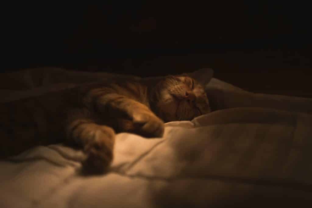 luo junhao bxp2y8gb564 unsplash