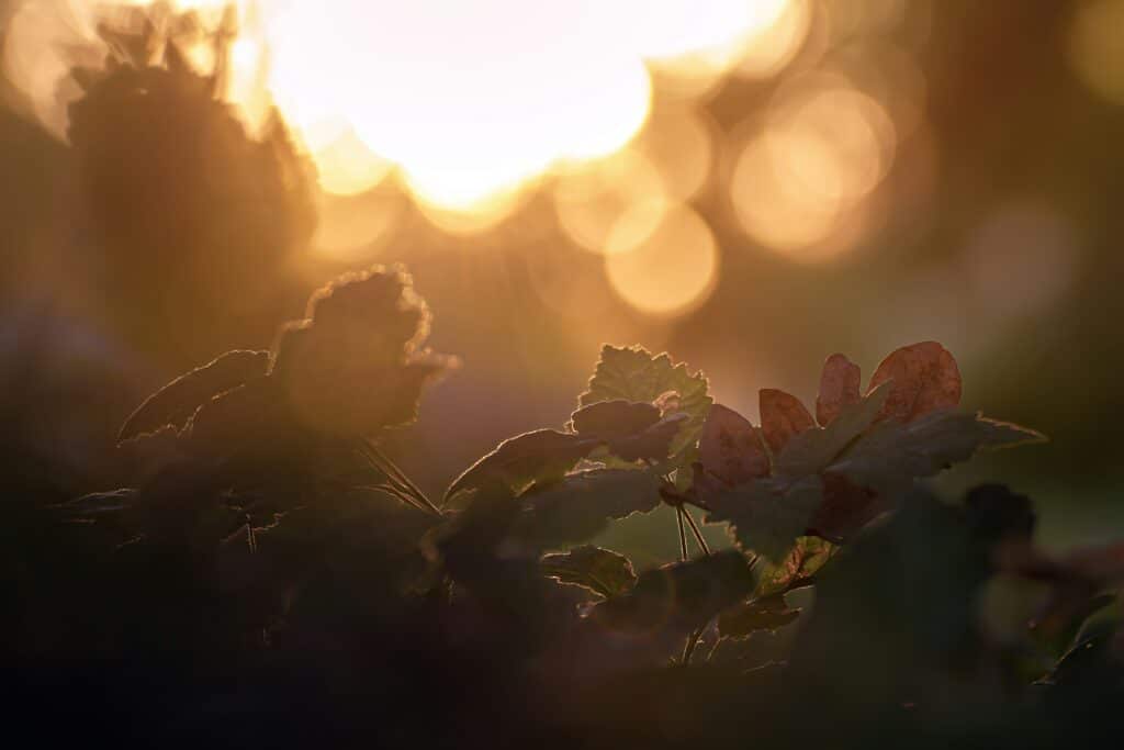 sylvester sabo 5we0t2vajeu unsplash
