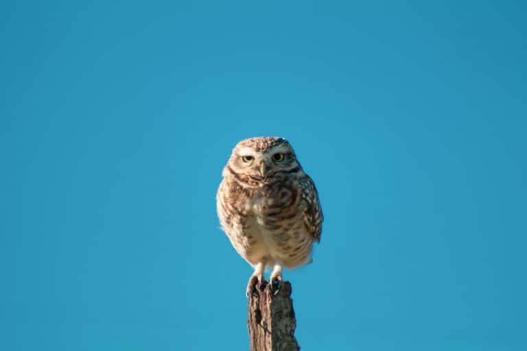 geronimo giqueaux w2wuqrvtmtg unsplash