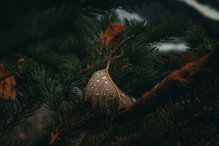 hans polg3jrahoi unsplash