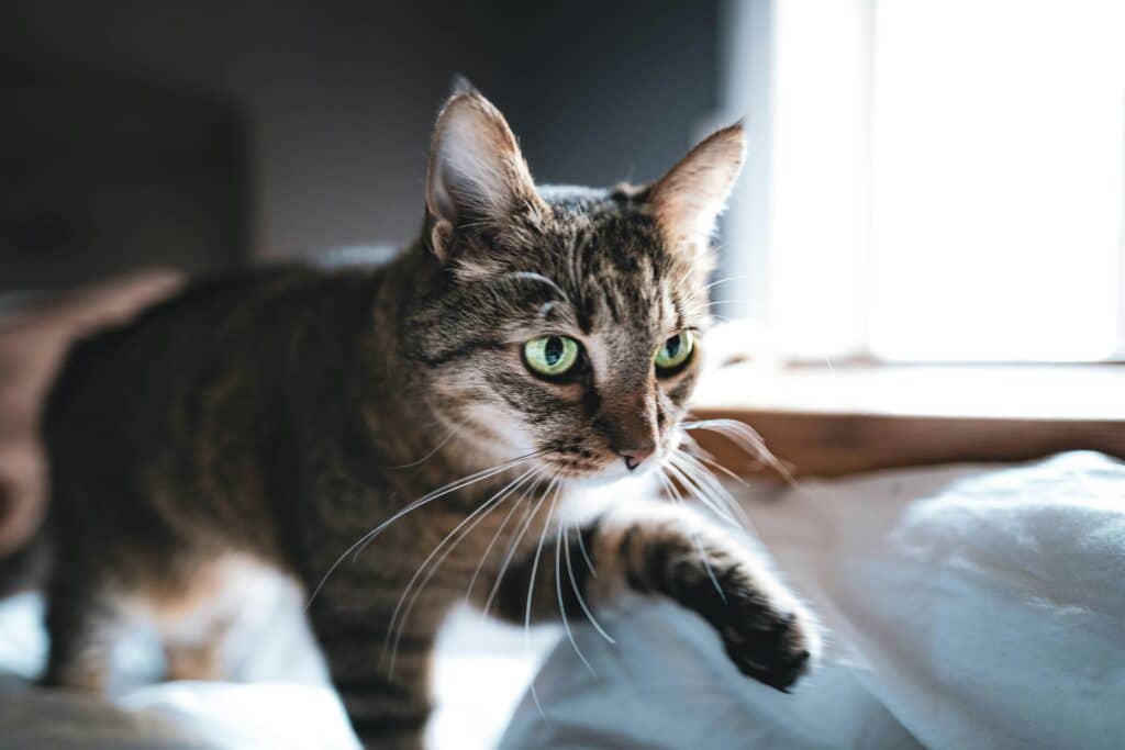 steven erixon cnpdna1jspk unsplash