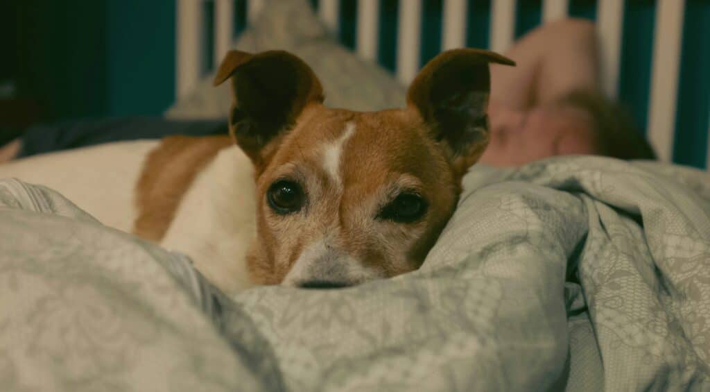 viktoria babjakova pygfbvhhbby unsplash