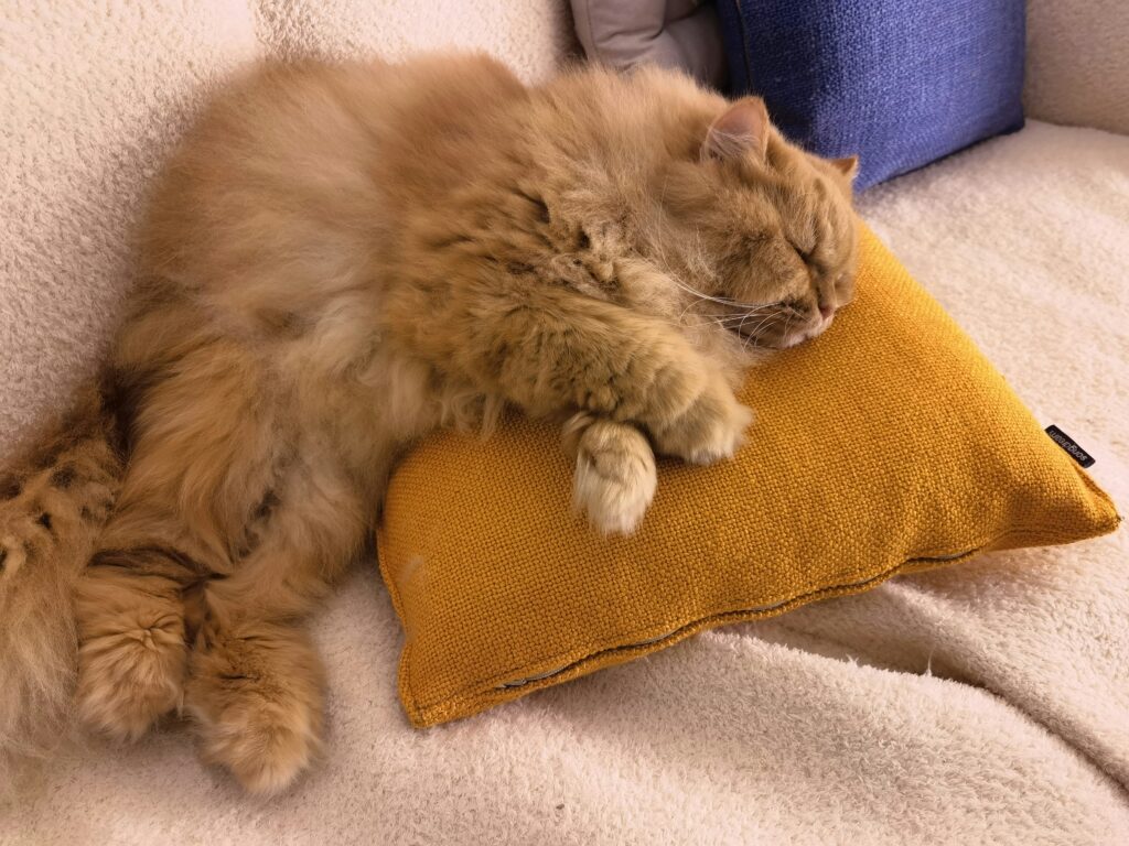 Santa letos nosí jen polštáře 1 alvin zhuo iprpopth0s8 unsplash