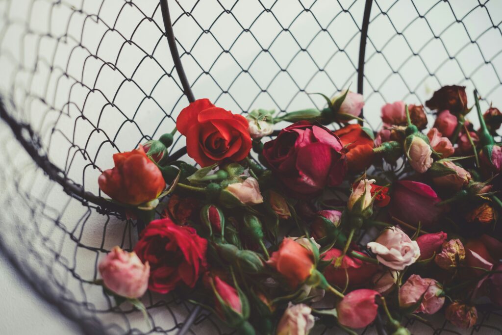 anita austvika 8hobvrlqsiu unsplash