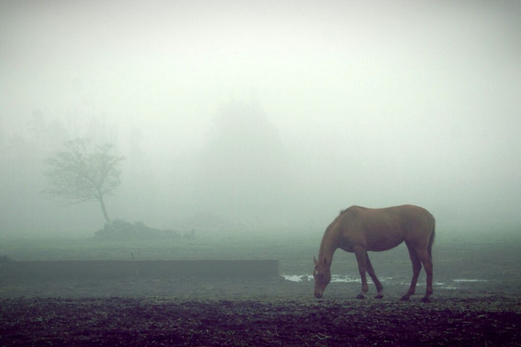 dennis ha wl7uwukhs3g unsplash