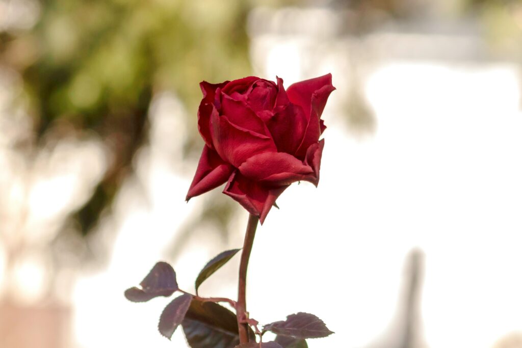 laszlo glatz bfo7l70tqu0 unsplash