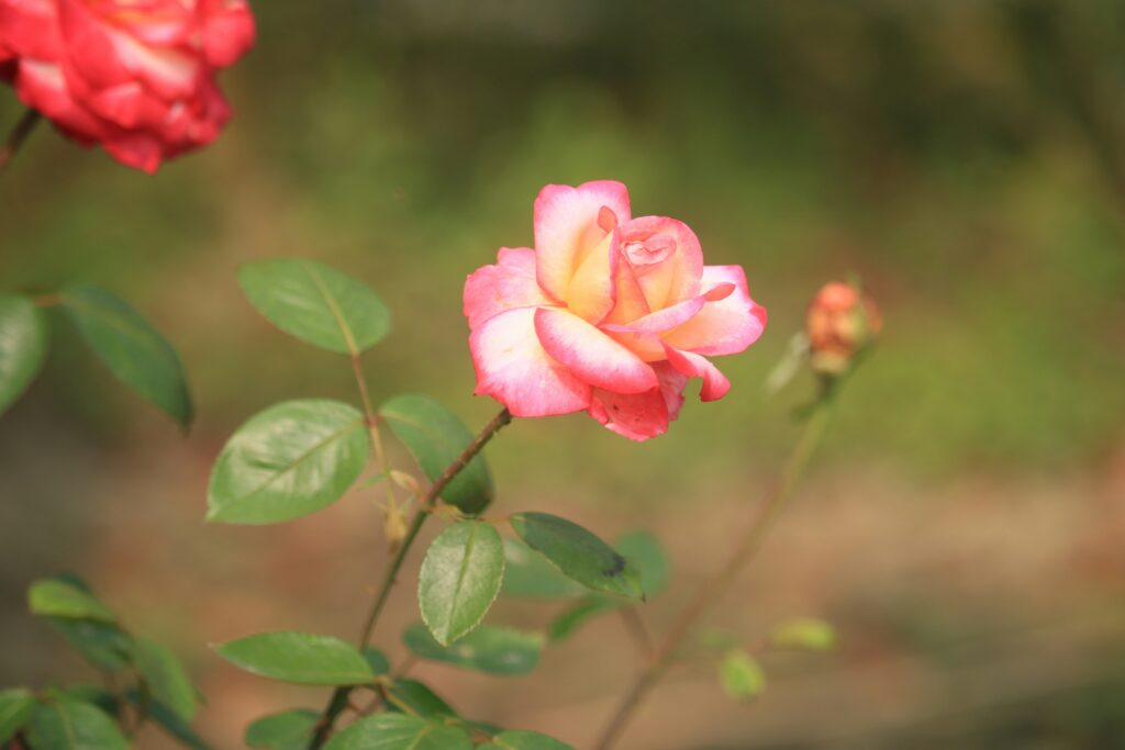 md hasnat shahriar shanto cihih653yp8 unsplash