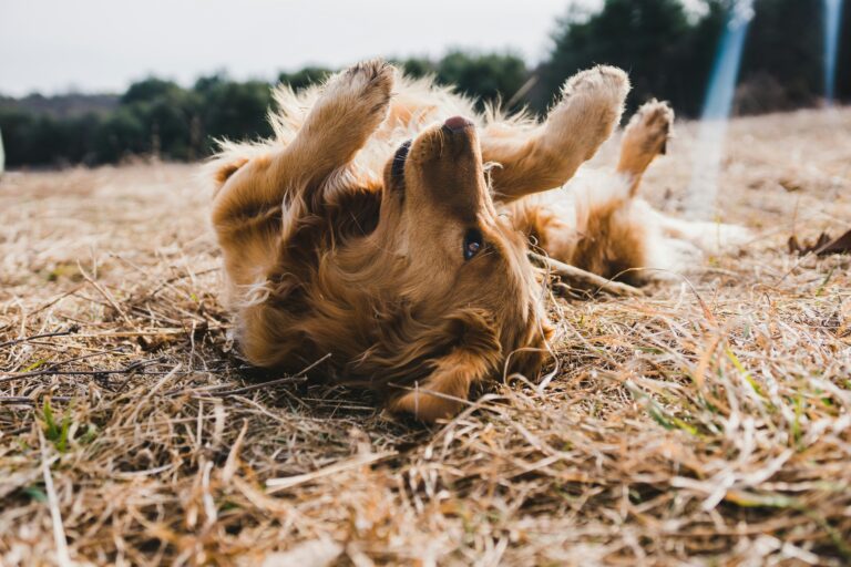 michael oxendine t7wwffh6x8e unsplash