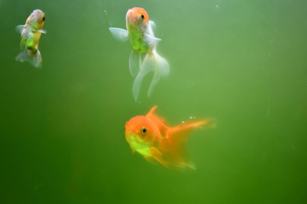 shuvrodeep dutta vosfxptay3o unsplash