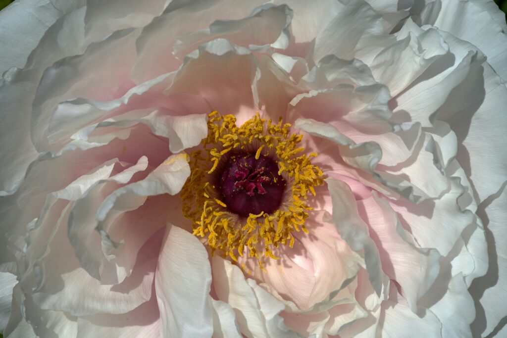 wolfgang hasselmann zme6nwlf2q0 unsplash