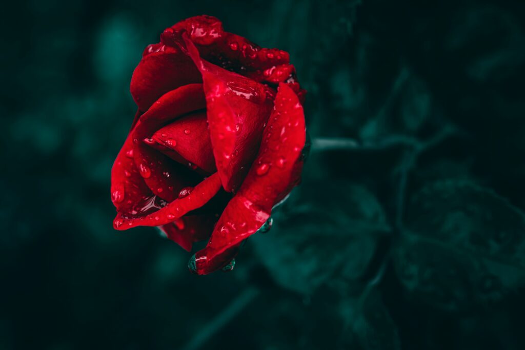 wyxina tresse 2pe8otp0ncm unsplash