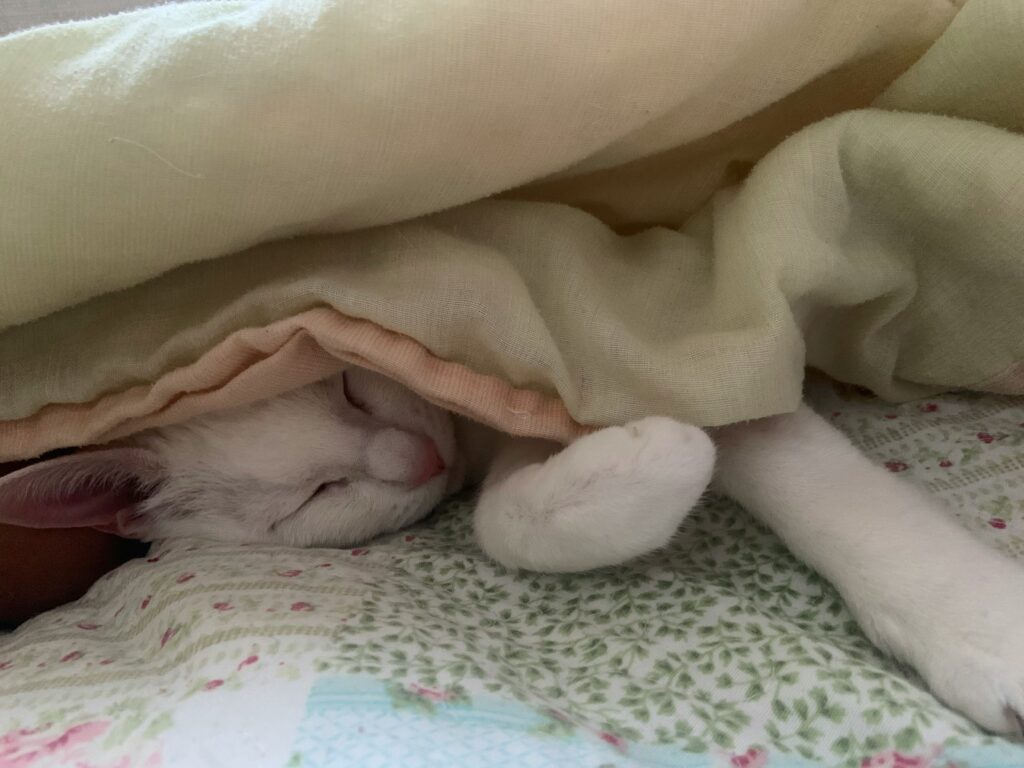 ana maria barrera jfc x 2varu unsplash