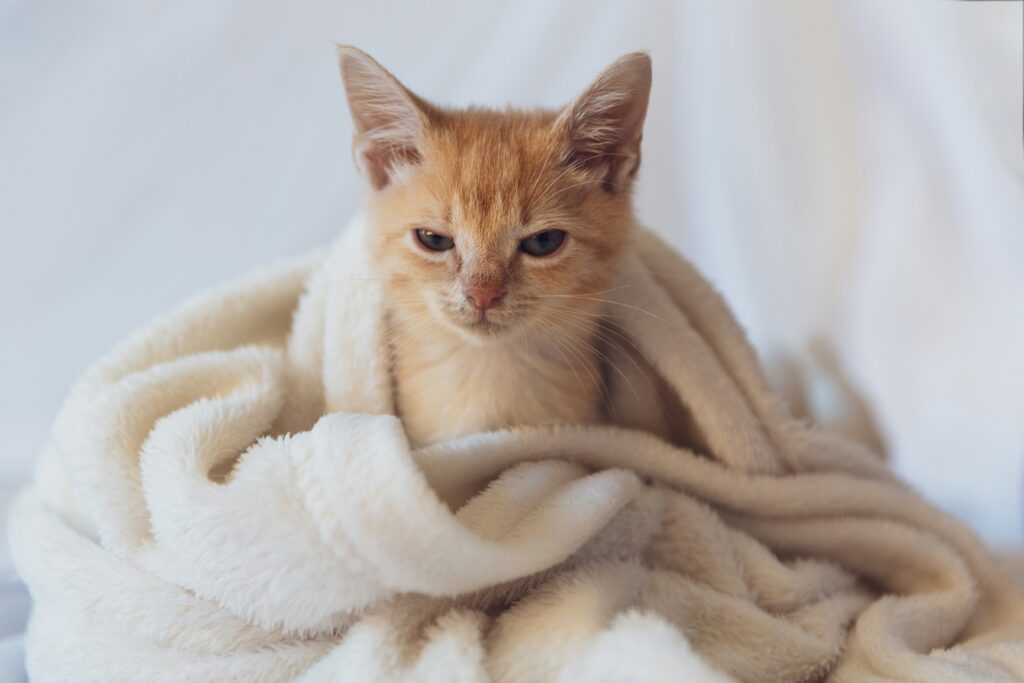 grace kelly x8c iktdt0s unsplash