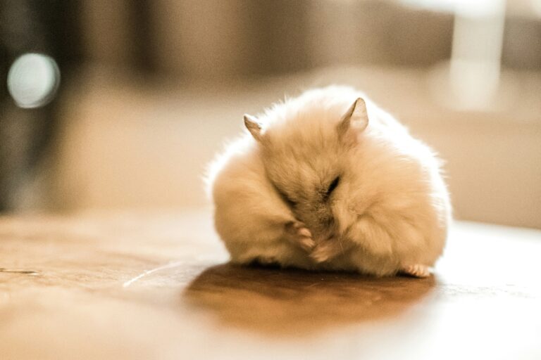 henry lai mlru0tcf qy unsplash