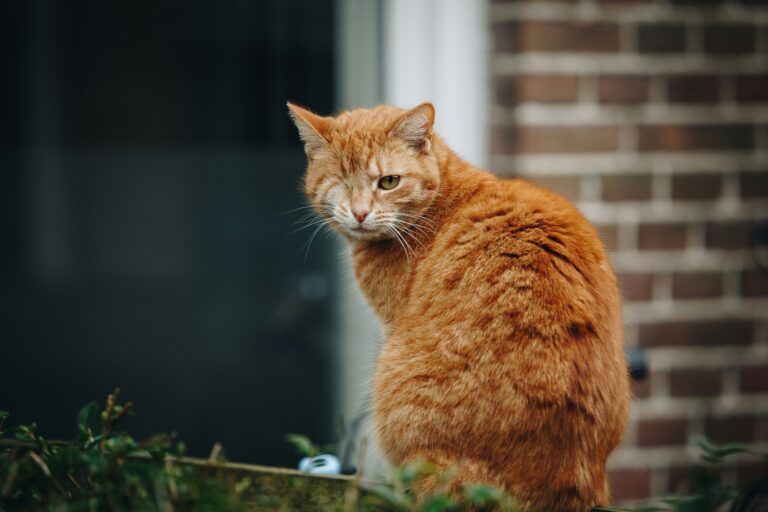 joppe spaa eqtlshfhx o unsplash