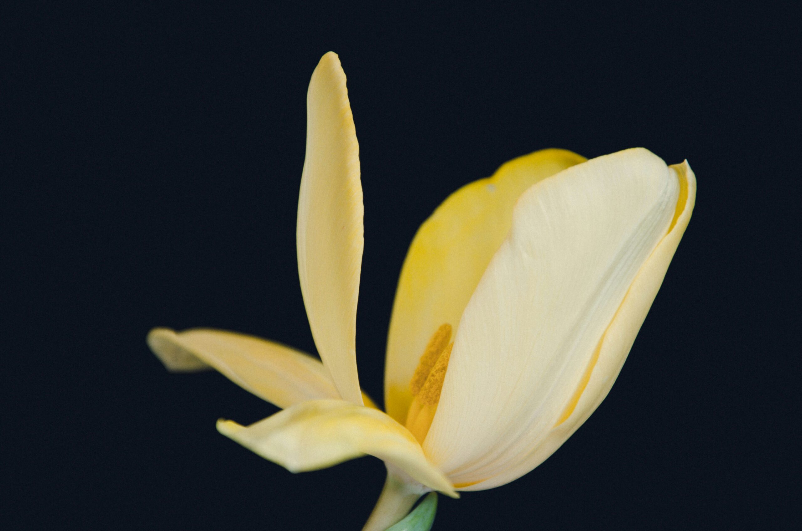 nika benedictova 5atjp4rricg unsplash scaled