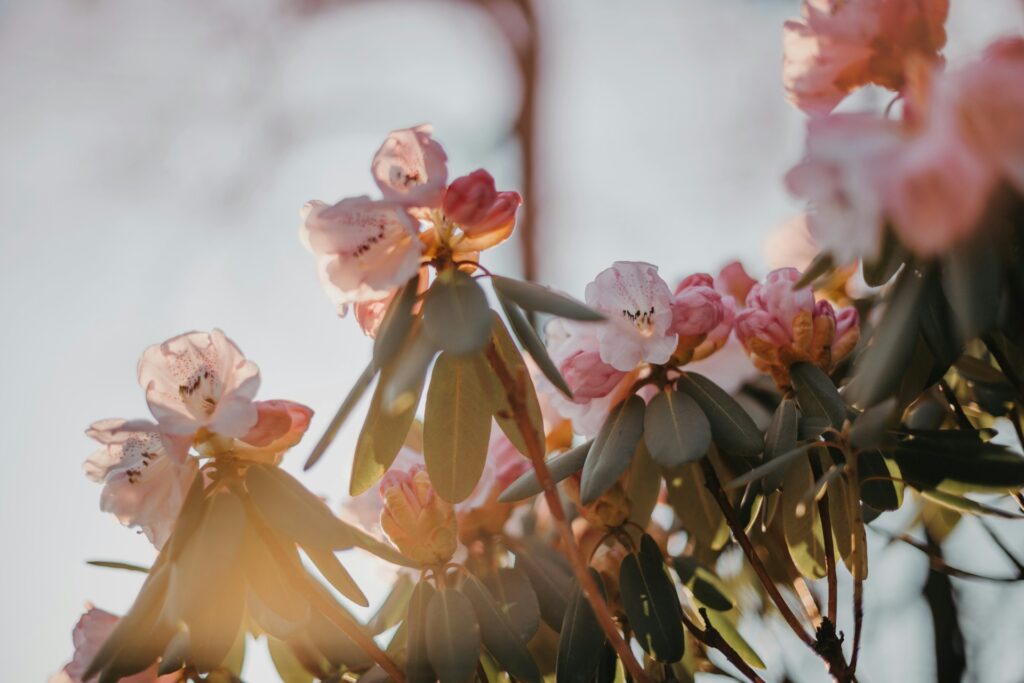 anita austvika 6b3wvio ffc unsplash