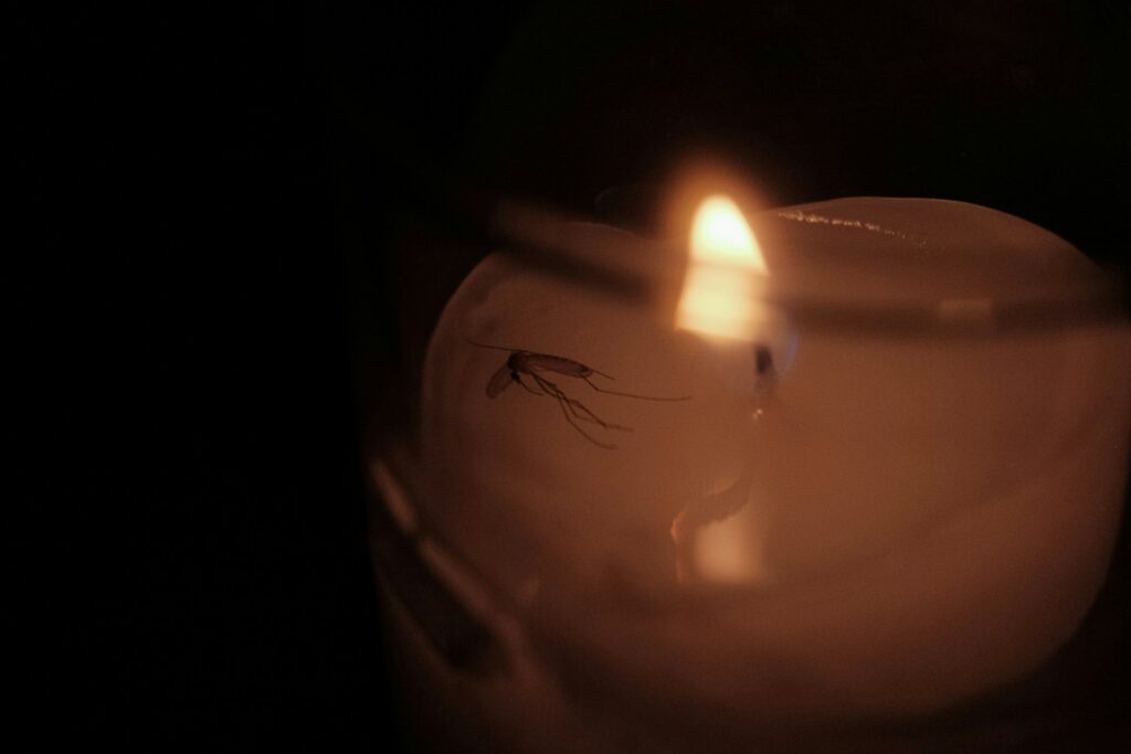 Pod širákem bez komárů: Triky, které opravdu fungují 2 chen liu mecuylpolqi unsplash