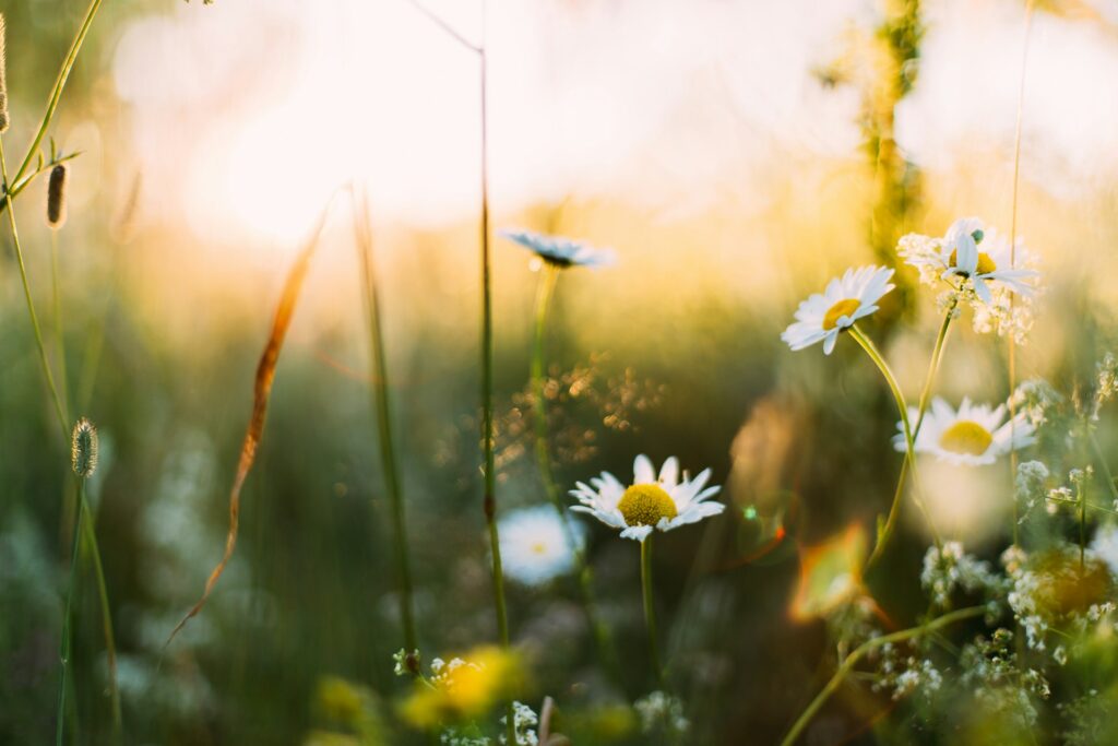daiga ellaby ynnczu62rdk unsplash