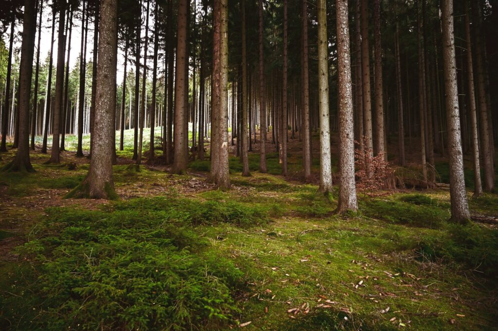 elke karin lugert sr2pzrx0i4w unsplash