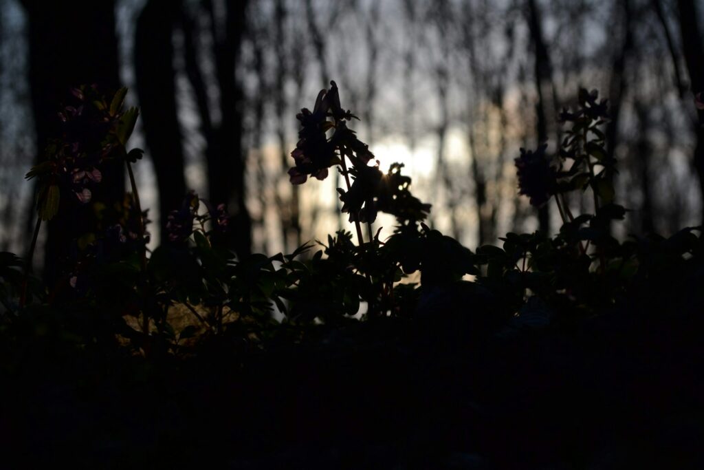 eugene plmuaxtnyry unsplash