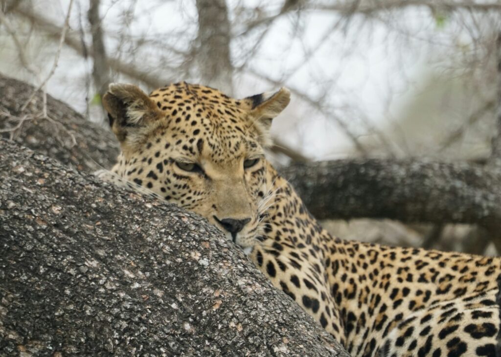 gurth bramall ovga5irijoi unsplash