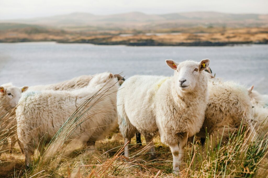 j schiemann g o9lqv51qc unsplash