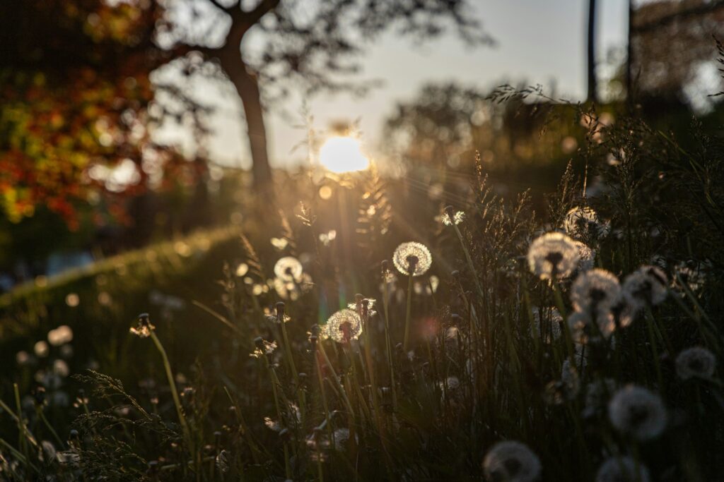 jonathan wang wlbmlyvk8pq unsplash