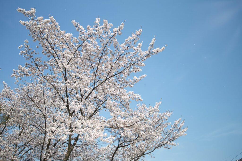 lee sh edupht2bww0 unsplash