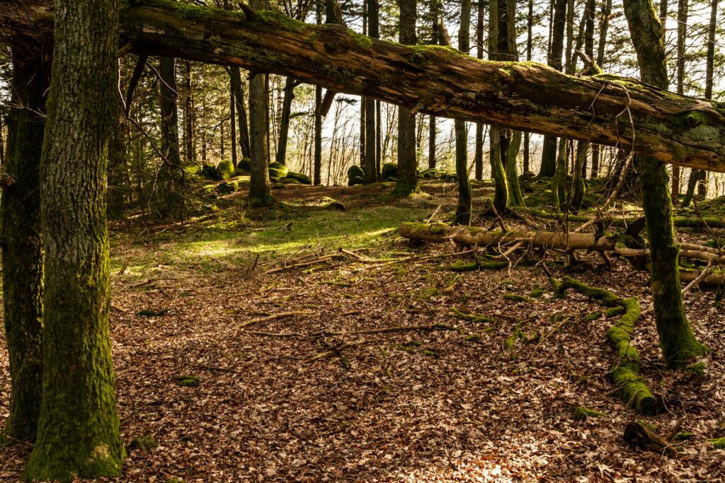 Myslíte, že stačí stan a spacák? Tohle rozhoduje o tom, jestli se na čundru vyspíte 2 m c vib15gnquxq unsplash