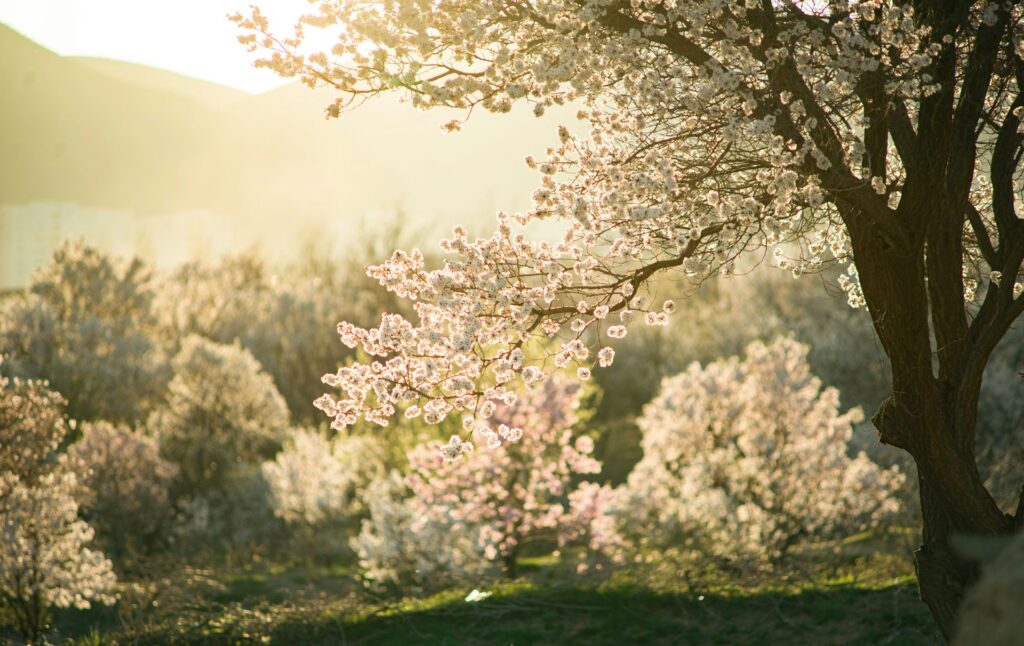 mostafa yz 5z8lgcjnryc unsplash