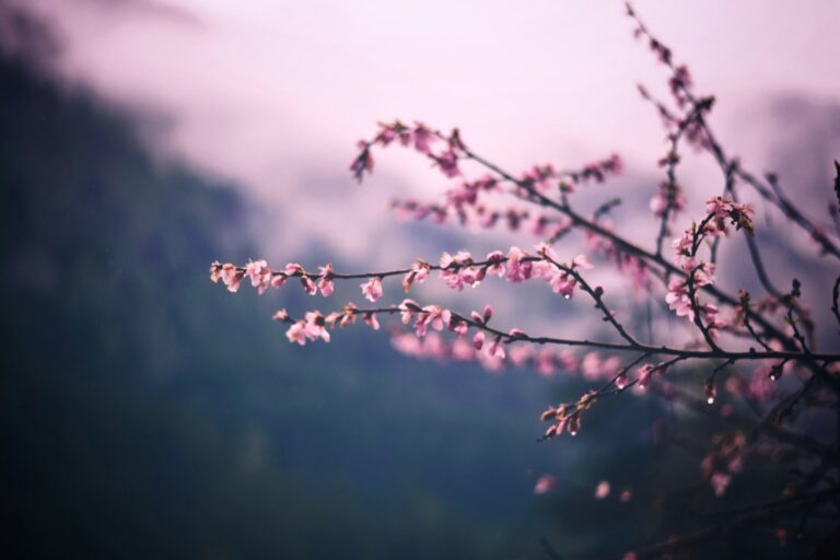 nikhil kumar jdphvi7vf0o unsplash