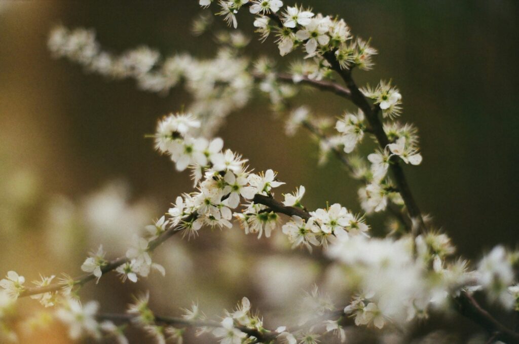 simeon duwel gvovghufyau unsplash