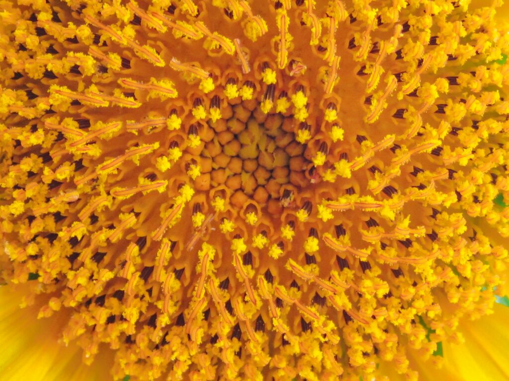 Nepodceňujte pylovou sezónu: Jak květinový pyl ničí vaše usínání a co s tím dělat 4 adrian diaz sieckel 8hygdq2sod4 unsplash