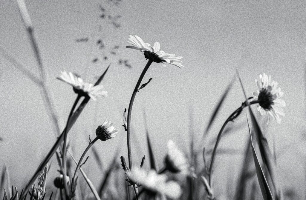 alexandre daoust 0xxqalcnrd0 unsplash