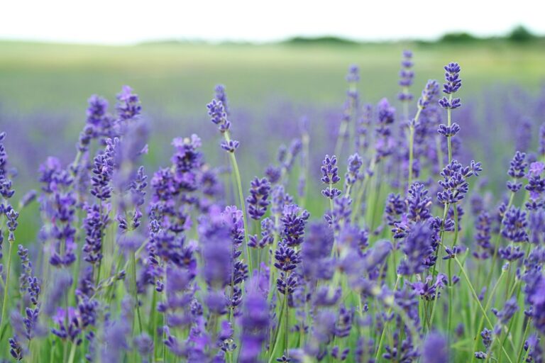 annie spratt nrfluujjk0i unsplash