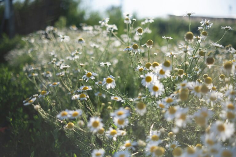 boglarka caup dnj6a1dmdyw unsplash