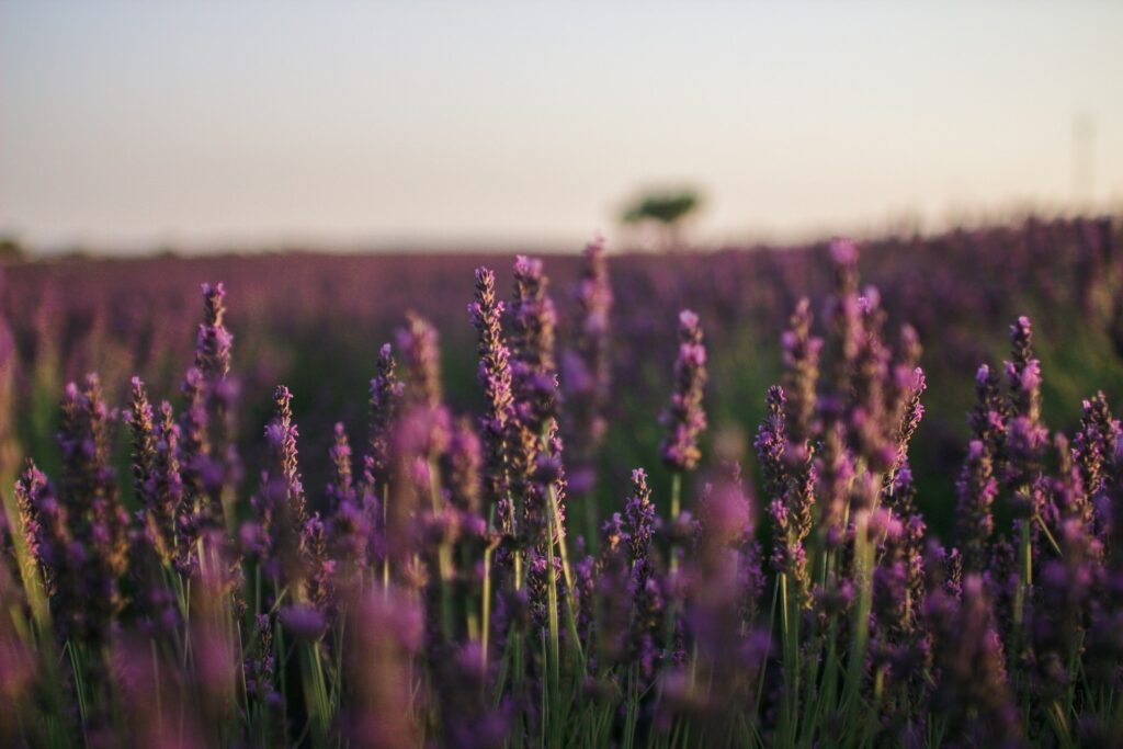 clemence taillez bbka wdvhwi unsplash