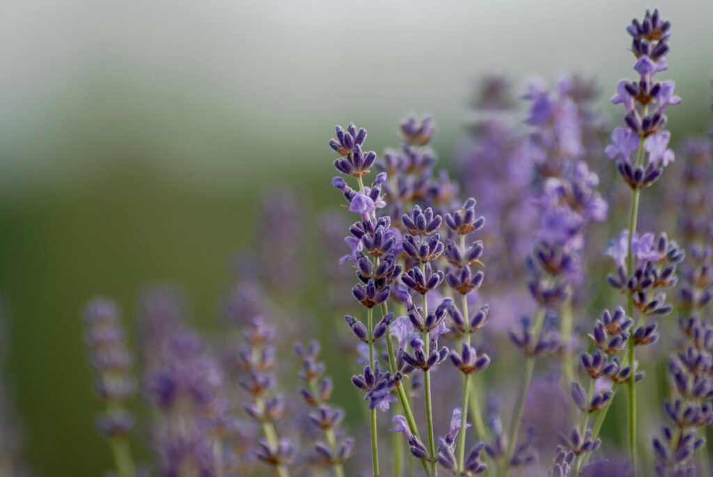 Levandule, santal, ylang-ylang: Které oleje vám opravdu zajistí hluboký spánek? 2 denes kozma lj9d1rkrkuc unsplash