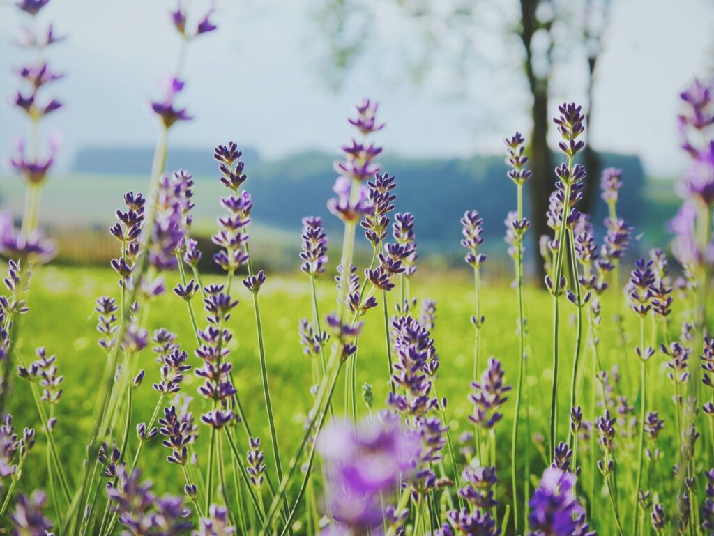 Vůně, které uspí: Aroma oleje, o kterých vám nikdo neřekl, že fungují lépe než prášky 3 dorne marting wjj3xp5z vw unsplash