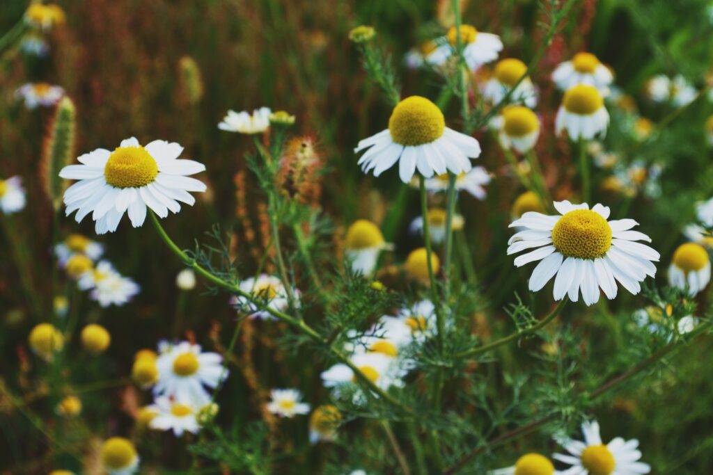 ioana cristiana mv9j uthisa unsplash