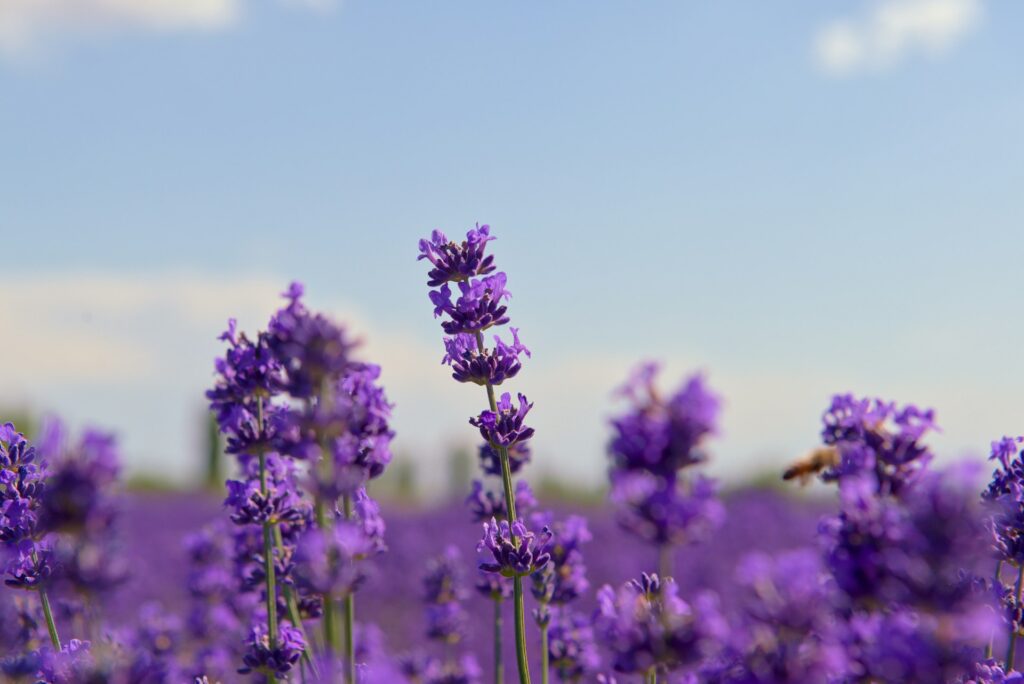 louis zhang sm41ljk18hc unsplash
