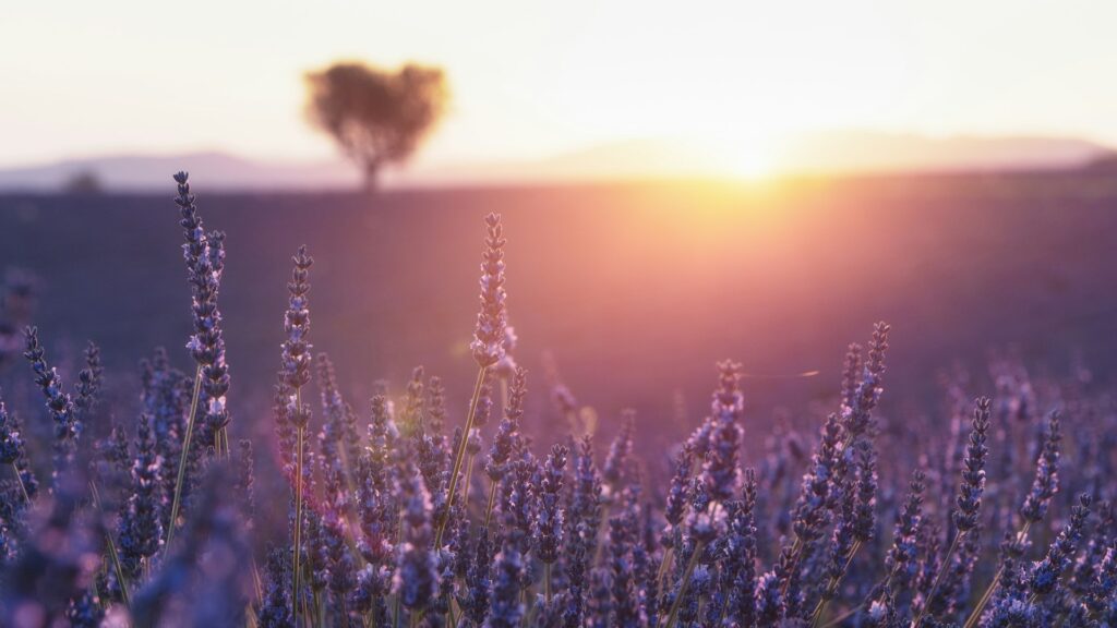 thomas despeyroux 2fouierzyyo unsplash