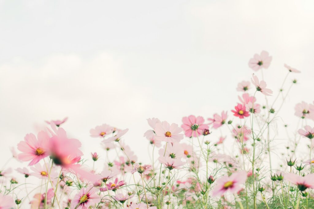 Růžový šum: Tajemství hlubokého spánku, o kterém skoro nikdo neví 1 tomoko uji kxvn1ogptte unsplash