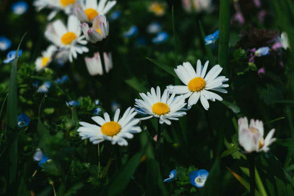 Levandulový, heřmánkový a další: Který olej opravdu funguje a který je jen marketing? 3 viktoriia yatsentiuk ka4 gcmaxzs unsplash