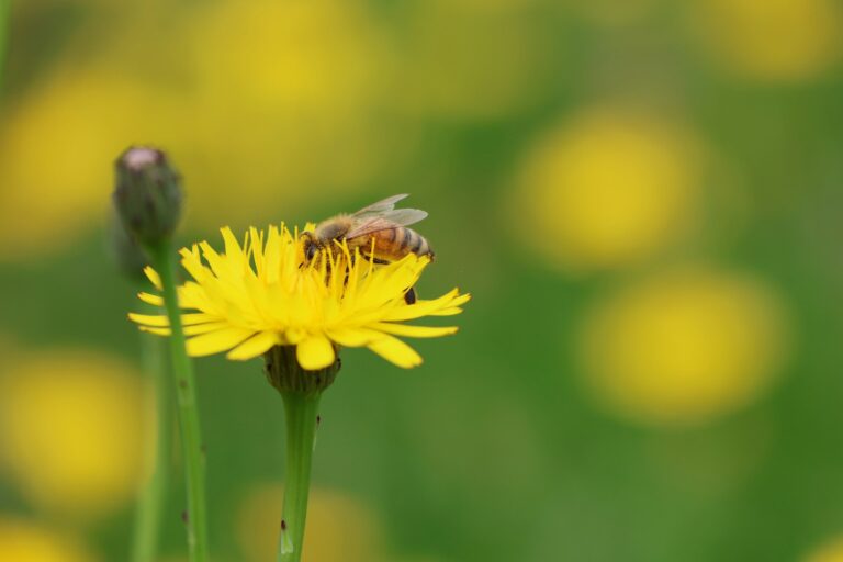 wim hovens puzp8v1s6di unsplash