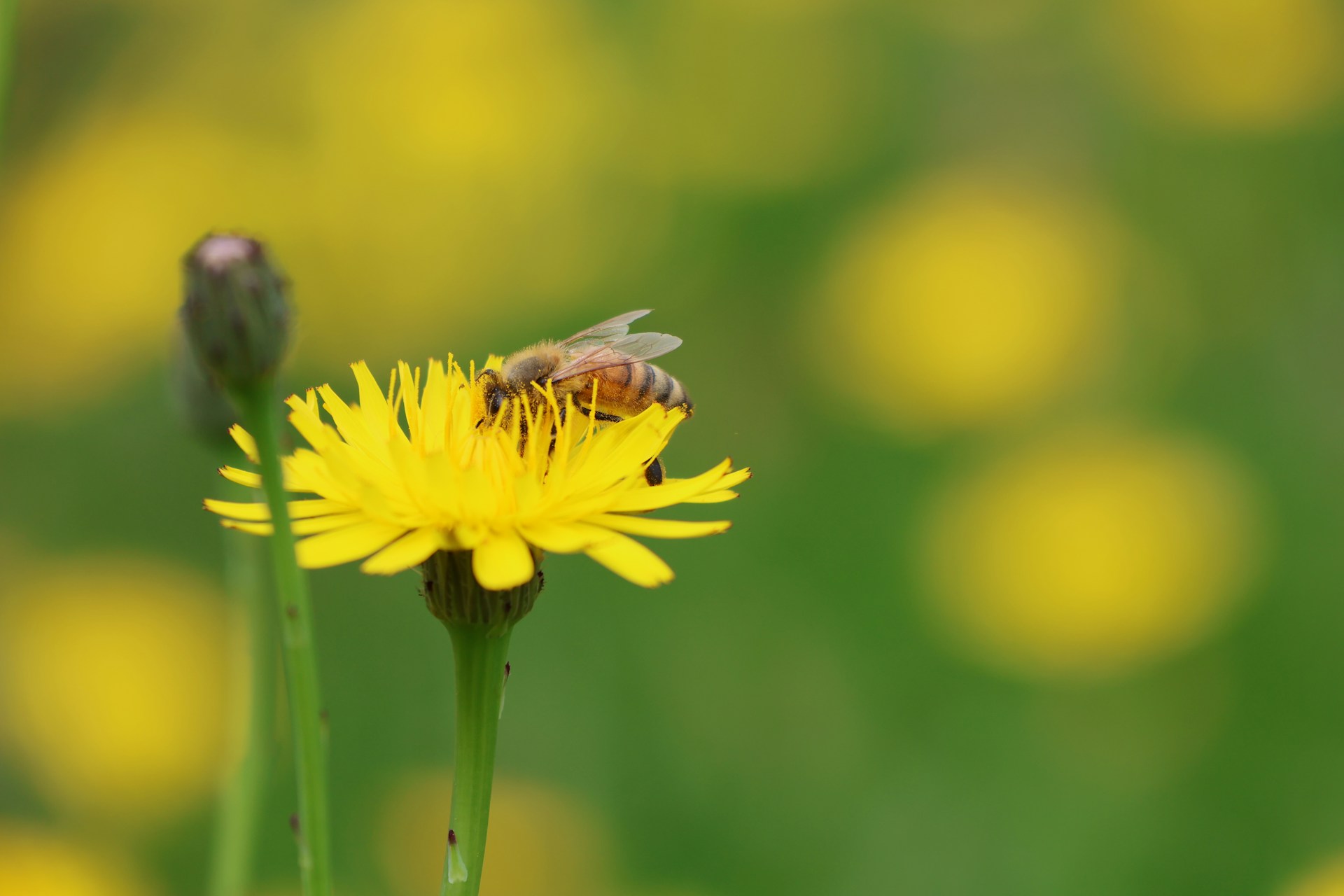 wim hovens puzp8v1s6di unsplash