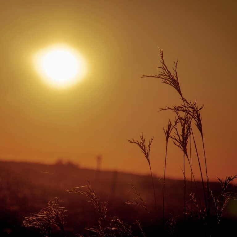 sukhwinder singh pqjgdgyjm80 unsplash