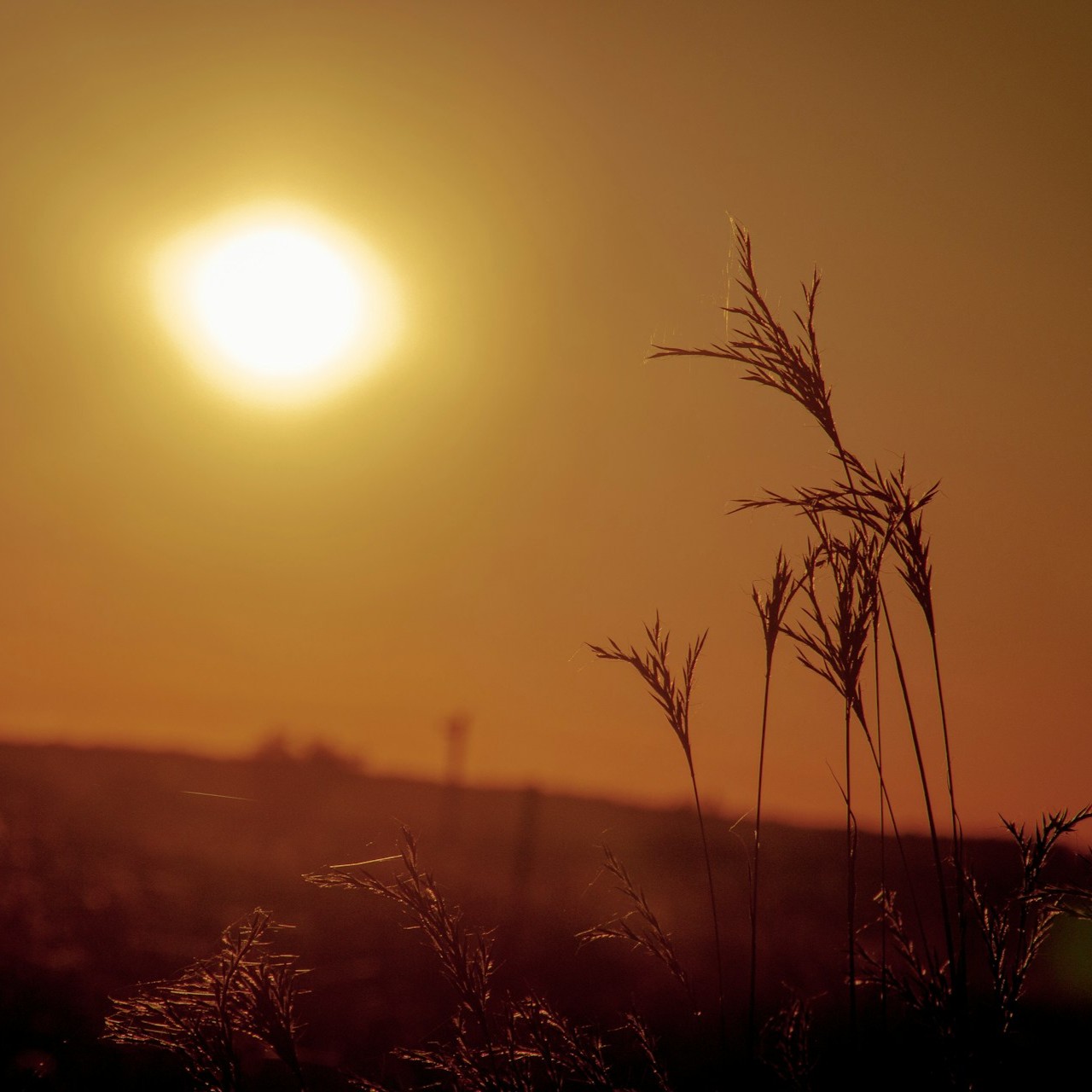 sukhwinder singh pqjgdgyjm80 unsplash